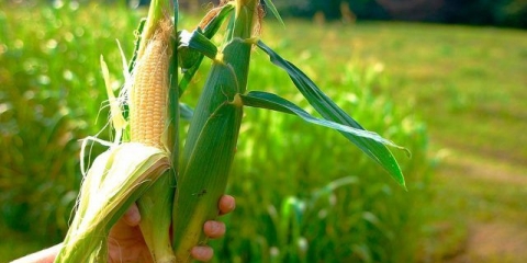 Kada i kako saditi seme kukuruza na otvorenom